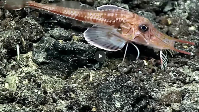 Bizarre fish has sensory “legs” it uses for walking and tasting